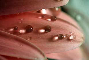 water droplets on pink flower petal HD wallpaper
